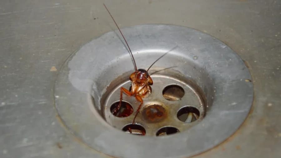 Why Is Pest Control Necessary?