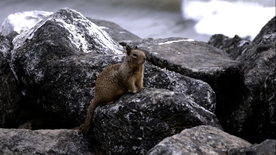 Pacific Palisades Surf Spot — 17366 W Sunset Blvd, Pacific Palisades, CA