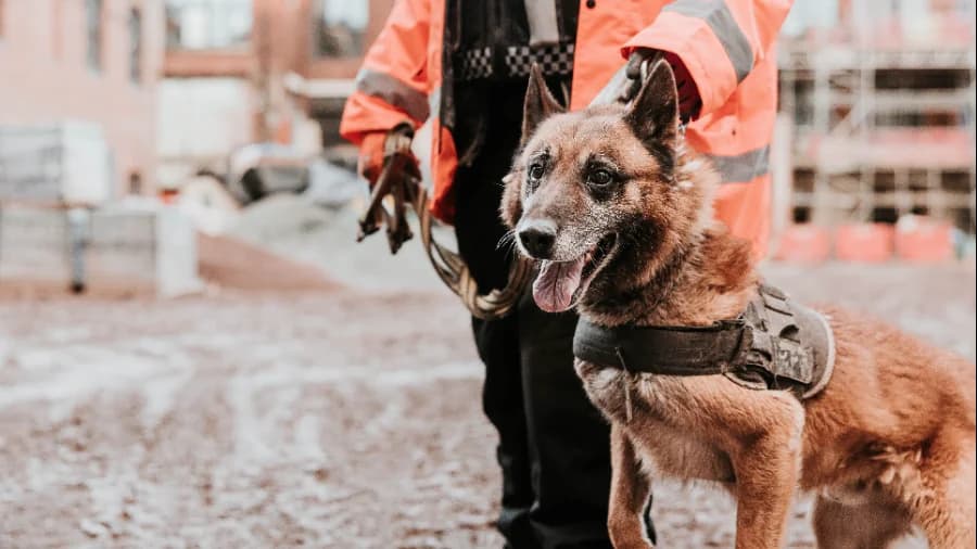 Reducing Shoplifting and Losses: How a Security Company in Chesterfield Supports Retailers